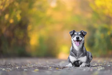 Fotobehang Adorable dog sitting on the road in the forest © SasaStock
