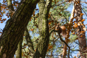 Fototapeta na wymiar Curious cute squirrel on the tree in the autumn park. Close-up