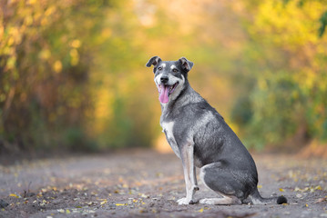 Naklejka premium Adorable dog sitting on the road in the forest