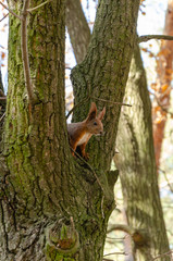 Curious cute squirrel on the tree in the autumn park. Close-up