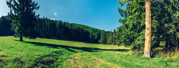 Rural panorama of a green meadow hill in forest