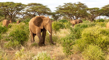 Fototapeta na wymiar Many elephants go through the bushes in a jungle