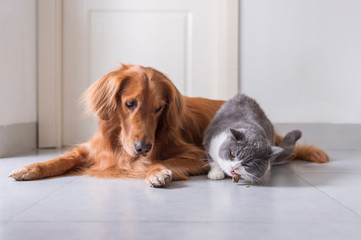 British shorthair and golden retriever friendly