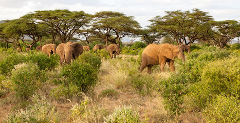 Many elephants go through the bushes in a jungle