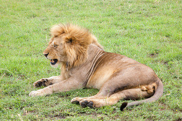 Big lion resting in the grass in the meadow