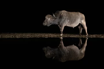 Foto op Canvas African buffalo standing by a pool at night reflecting in the water © peterralph
