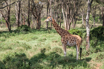 A pregnant giraffe stands in the bushes