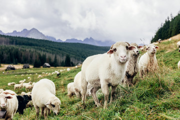 Flock of sheep in Tatra Mountains in Poland. © Photocreo Bednarek