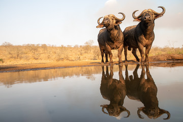 Two African buffalos posing at a waterhole