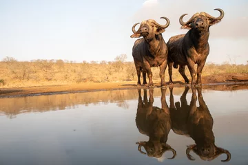 Foto op Canvas Two African buffalos posing at a waterhole © peterralph
