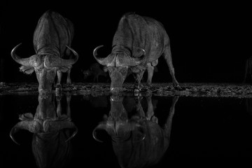 Two African buffalos drinking from a waterhole at night