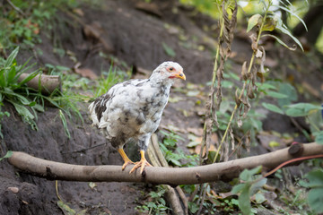 Blumenhuhn Küken balanciert auf einem Ast