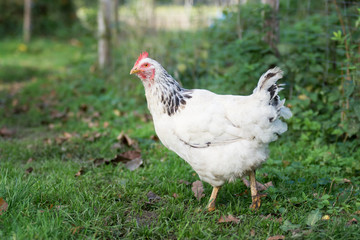 weiße Legehenne draußen im Freien