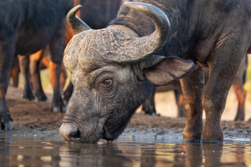 Buffalo drinking from a water hole in Zimanga private game reserve