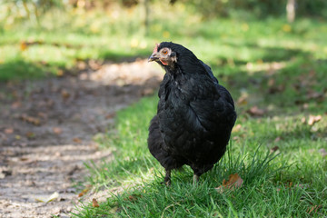 schwarze Legehenne im Freilauf