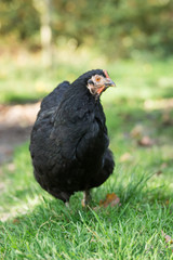 schwarze Legehenne draußen im Grünen