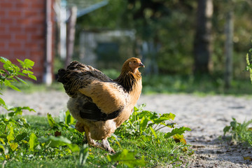 Brahma Henne im Freilauf