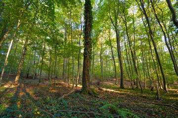 colorful forest in autumn with sun shining through the trees
