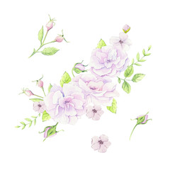Watercolor bouquet of rosehip flowers illustration