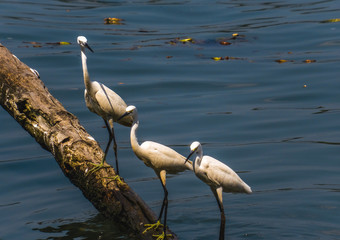 great blue heron in water