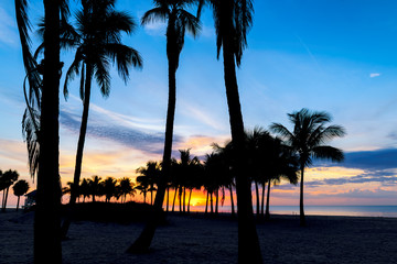 Silhouette of palm trees on tropical beach at sunrise. Miami Beach, Florida.