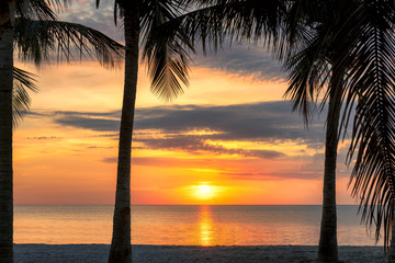 Silhouette of palm trees on tropical beach at sunrise. Miami Beach, Florida.