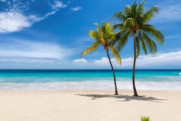 Poster Im Rahmen Tropischer weißer Sandstrand mit Kokospalmen und dem türkisfarbenen Meer auf der karibischen Insel. © lucky-photo
