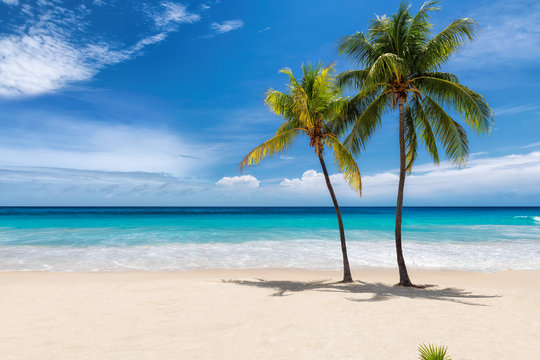 Tropical white sand beach with coco palms and the turquoise sea on Caribbean island. © lucky-photo