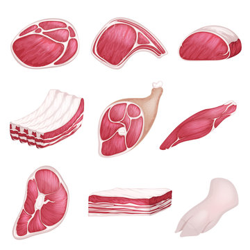 Lamb, pork beef, and other meat pictures in cartoon style. Steak of beef, raw pork meat.