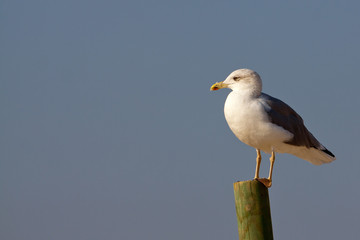 Gaviota
