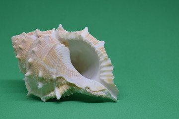 Side view of Triton small seashell conch on green background