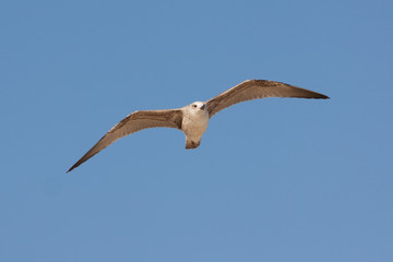 Gaviota