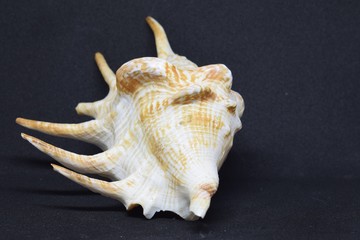 Large sea conch, front view of marine fossil on black background.