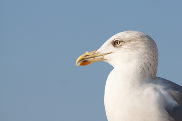 Gaviota