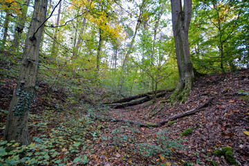 colorful forest in autumn with interesting arranged wood