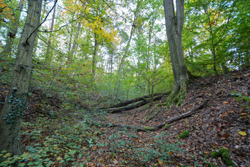 Obraz premium colorful forest in autumn with interesting arranged wood