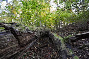 Fallen tree in the forest in Freudental, South of Germany