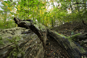 Fallen tree in the forest in Freudental, South of Germany