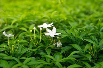 White flowers with green leaf in park.