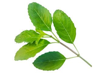 green leaves isolated on white background