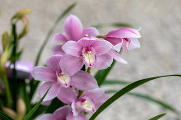 Naklejka na ściany i meble Close up of beauty pink orchid flower