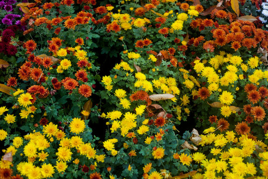 Vibrant Colorful Autumn Flowers In The Outdoor Flower Market.