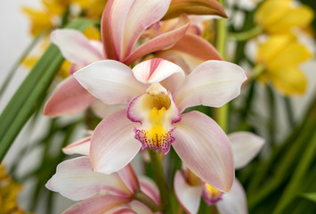 Fototapeta premium Close up of beauty colorful orchid flower