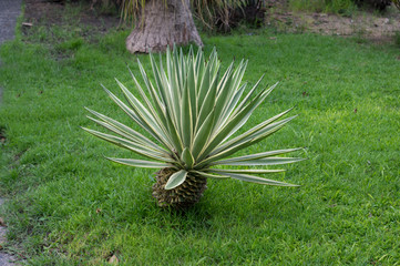 Agave plant on grass floor in park.