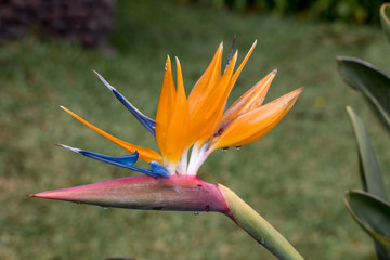 Obraz na płótnie Canvas Tropical flower strelitzia or bird of paradise on Madeira Island, Portugal.