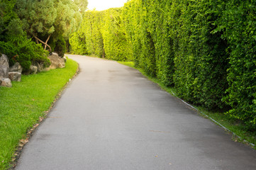 Asphalt road with many tree on side way.