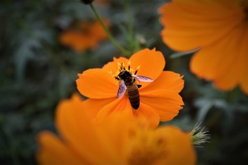 bee on a yellow flower