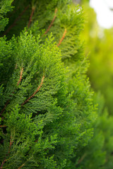 Green pine leaves with sun light,nature background.