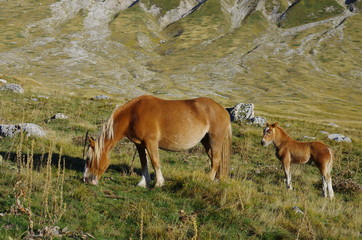 Naklejka na ściany i meble Horses grazing on the Campo Imperatore plateau. Gran Sasso, l'Aquila, Abruzzo, Italy