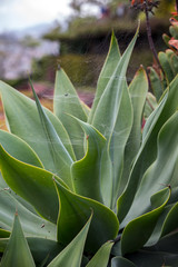 Fototapeta na wymiar Green big leaves of Agave Succulent Plant